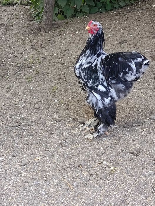Pui și găini brahma