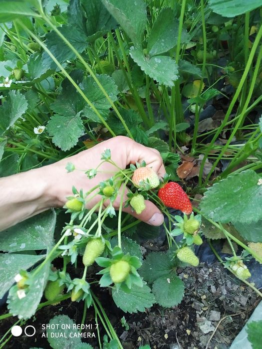 Қулупнай кочатлари