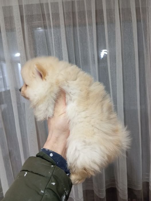 Померан женски / момиче