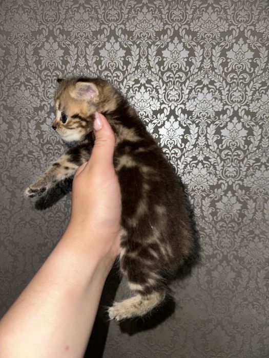 Шотландские котята