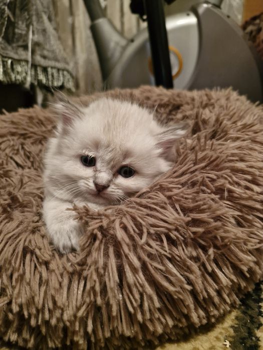 Котёнок 2 месяца