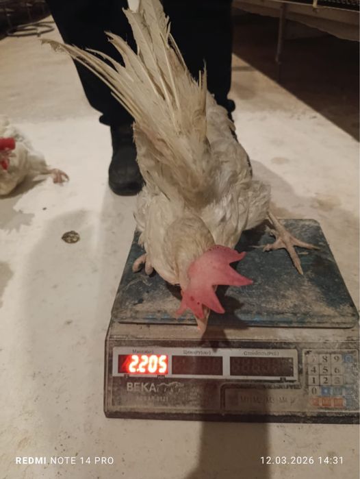 Несушка сатылымда