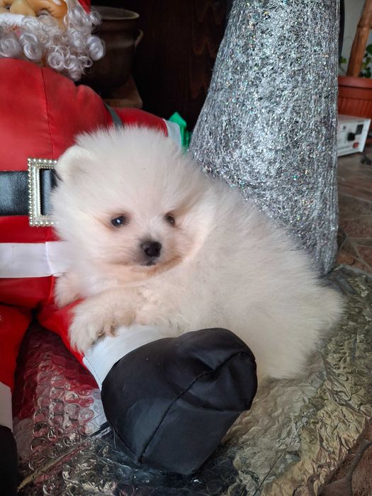 Померан мъжки кученца