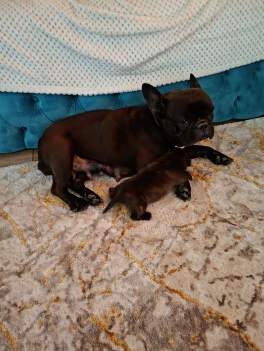 Donez duldog francez femelă