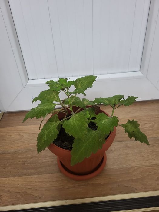 Комнатные растения разные продам.