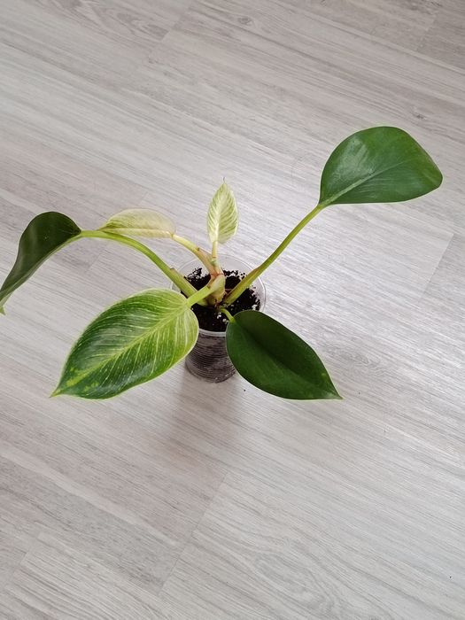 Продам комнатные цветы