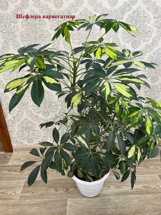 Цветы для дома- приносят удачу