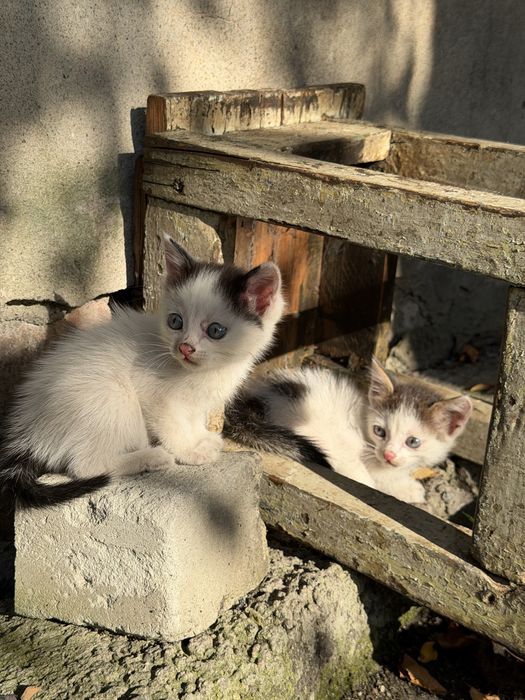 Котята мальчики