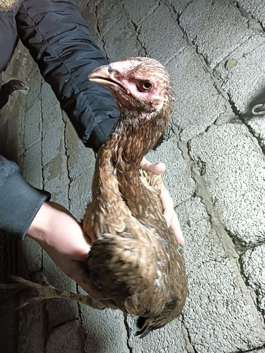 Дакар тауык кораз