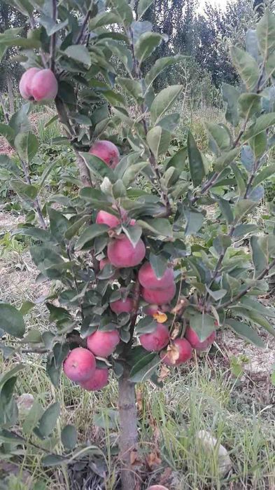 Mevalı köchatlar ıshonchlı va arzon