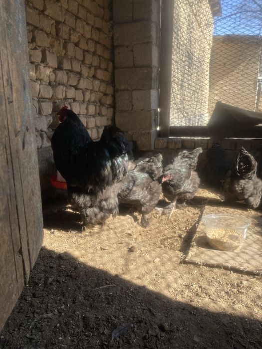 Браммы семейками