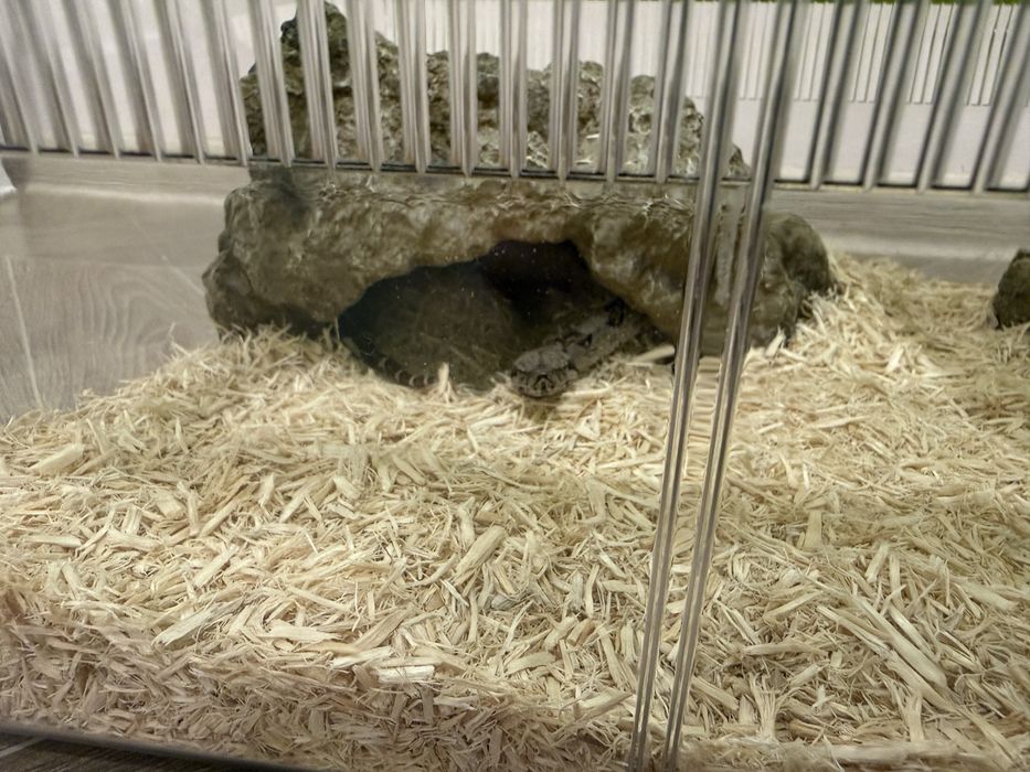 Удав императорский самка