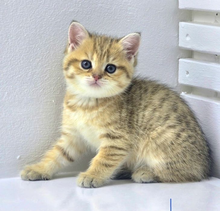 Зеленоглазка ,КошЕчка