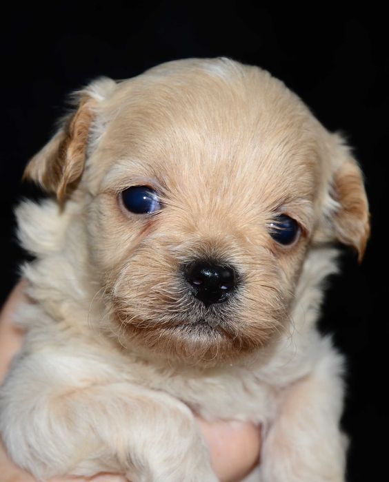 Роскошные мальтипу F1 мини !