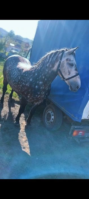 Vând sau schimb iapa de 4 ani