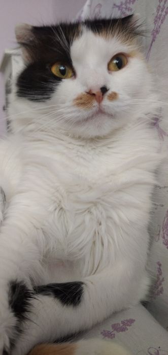 Животни/ шотландска