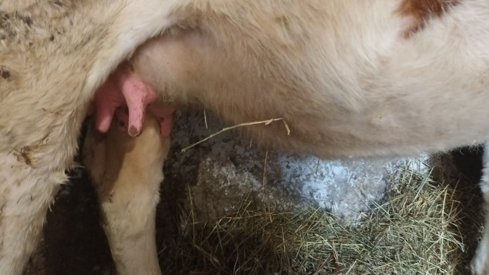 De vînzare 2 fetițe