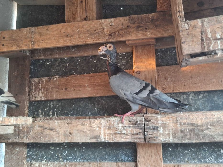 Гълаби Английси кариери