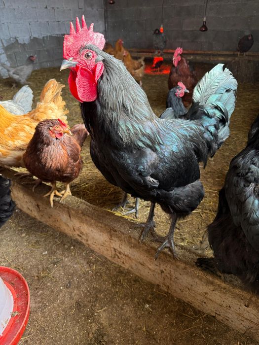 Австролорп, Джерсийский гигант.