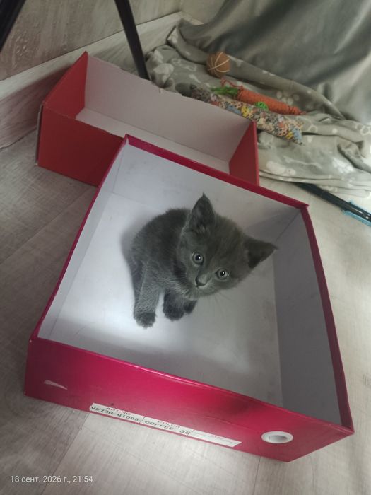 Котята, пепельные, 3 девочки
