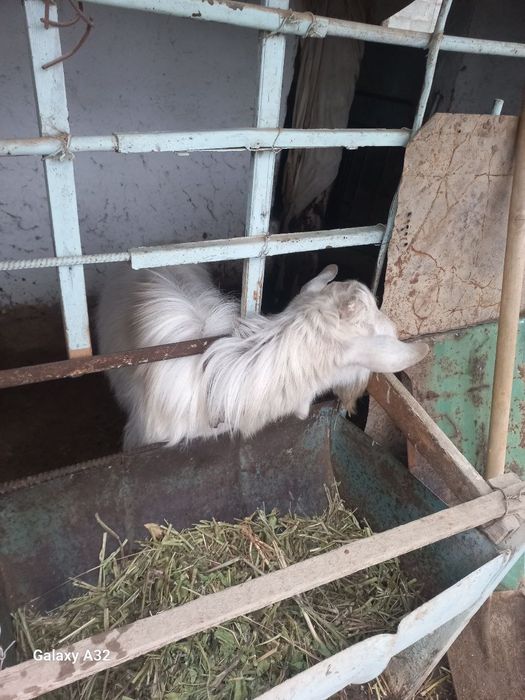 Така сотилади ок рангли