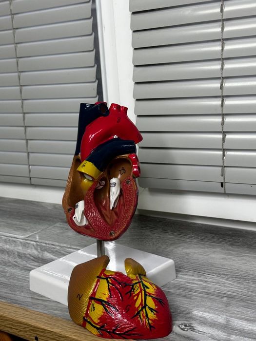 Анатомический муляж сердца, матка, глотка