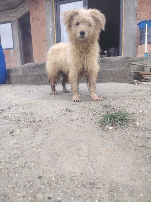 Câine disponibil pentru donație