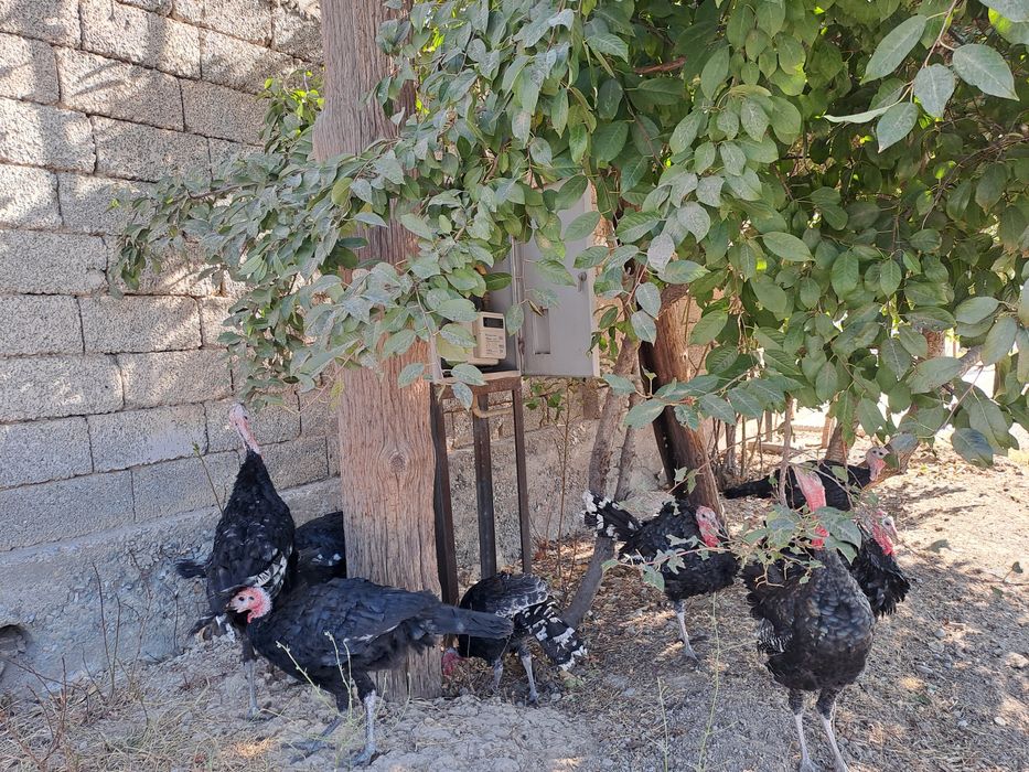 Индюки молодые 7 месяцев