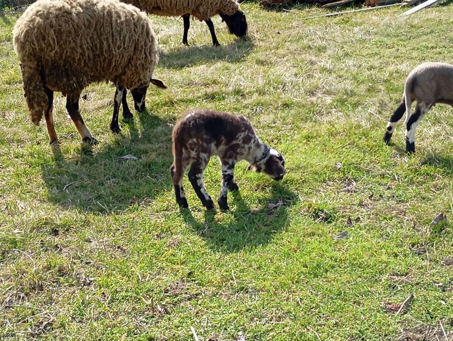 Продават се спешно