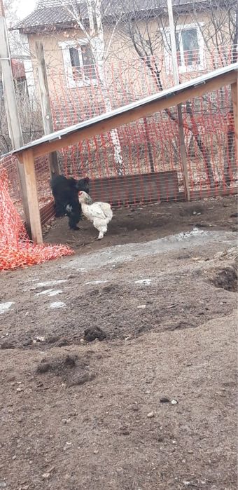Продам петухов брама