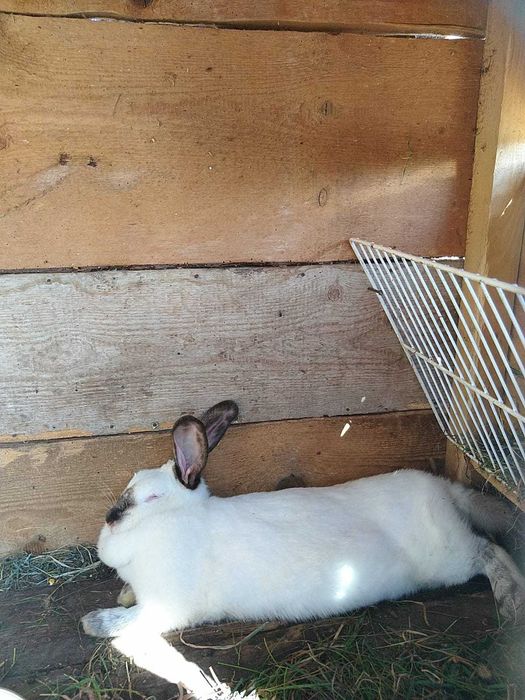 Iepuri de vanzare in Orastie -Beriu