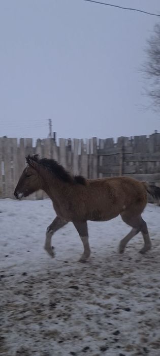 Екі ұрғашы жабағы сатылады