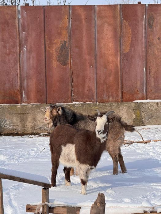 Лақтар 120 000 бағасын келісеміз