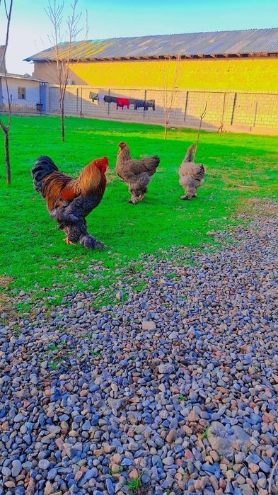 Brama kurapat tuximlariga zakaz olamiz