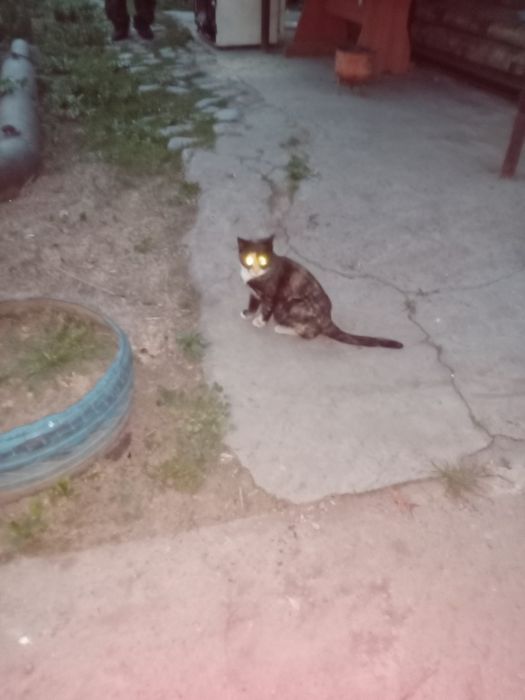 Кошечка три цвета