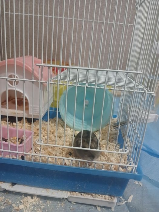 Джунгарский хомячок