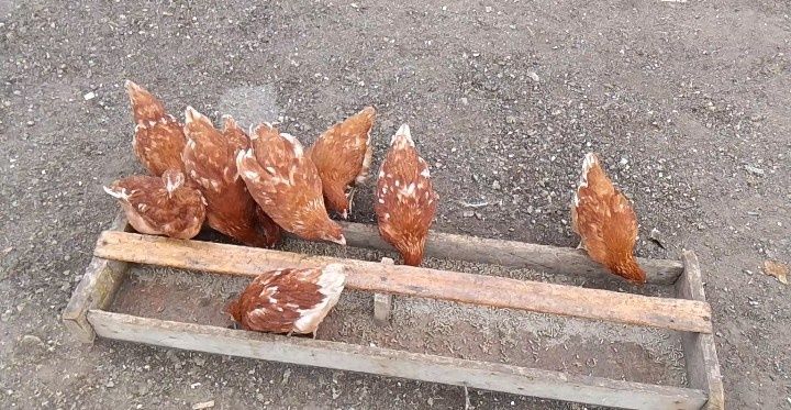 Куры куры куры куры