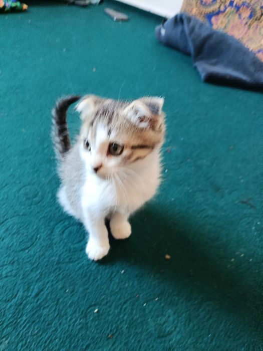 Mushuk: Scotish fold