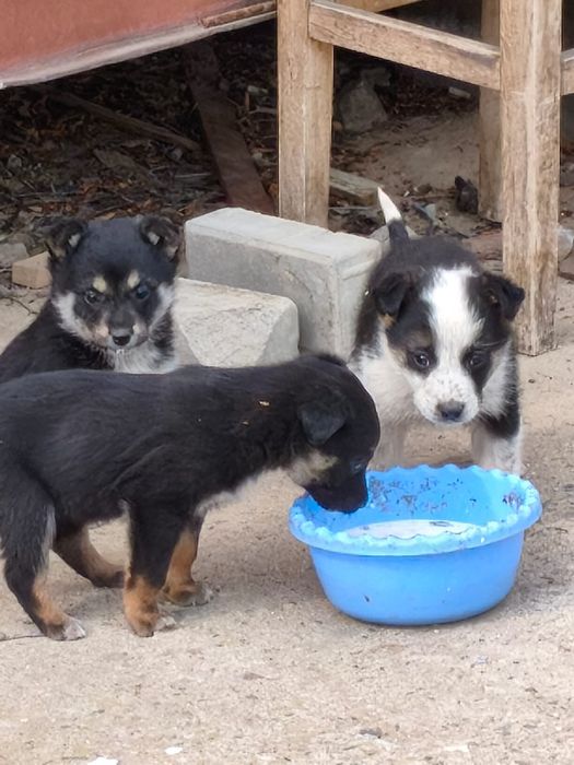 Шенята, щенки в добрые руки