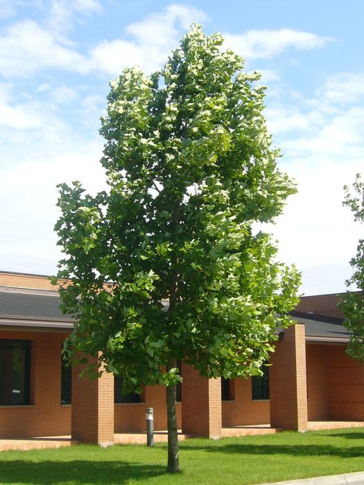 Лирово дърво-(Лириодендрон)