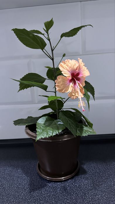 Фикус и Гибискус цвета персик