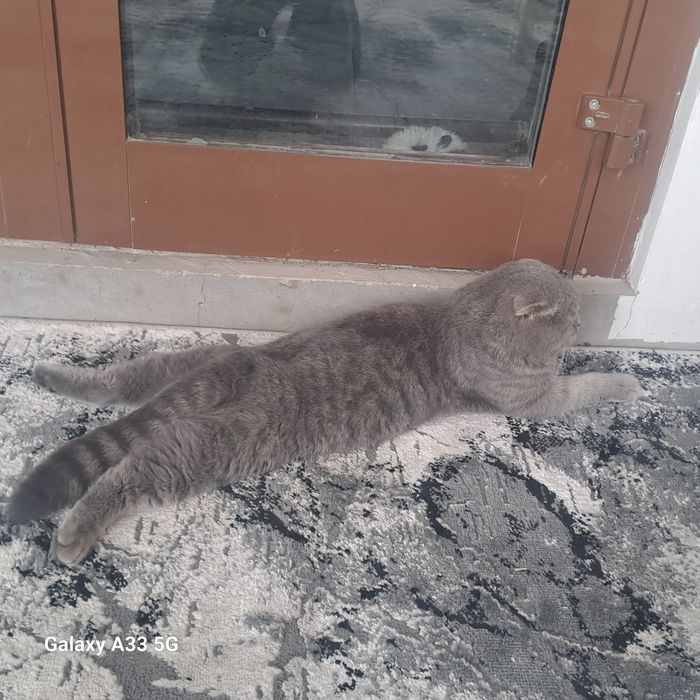 Зотли Скотиш фолд сотилади