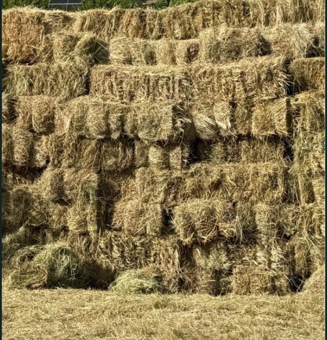 Vând baloți ovăz 16 lei bucata