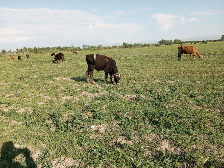 Tadbirkor akalarimiz uchun