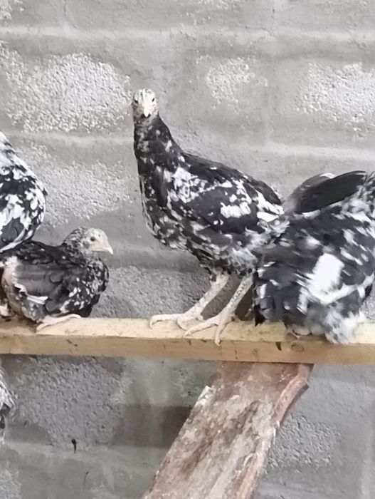 Продам курочеч " астролорпы"