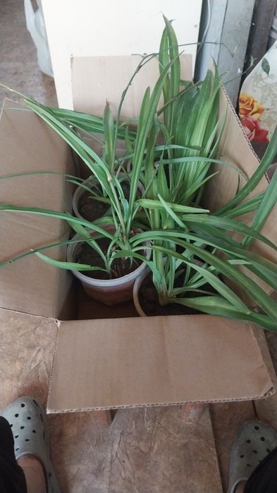 Цветы продам срочно