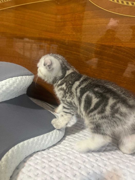 Котенок породистый