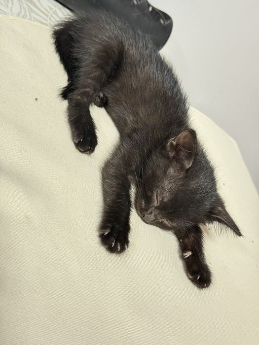 Котенок в добрые руки
