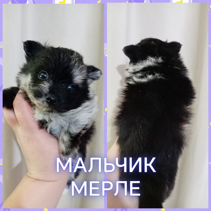 Шикарные мини померанские шпицы в Алматы. Забирать 20-21 Марта. Бронь