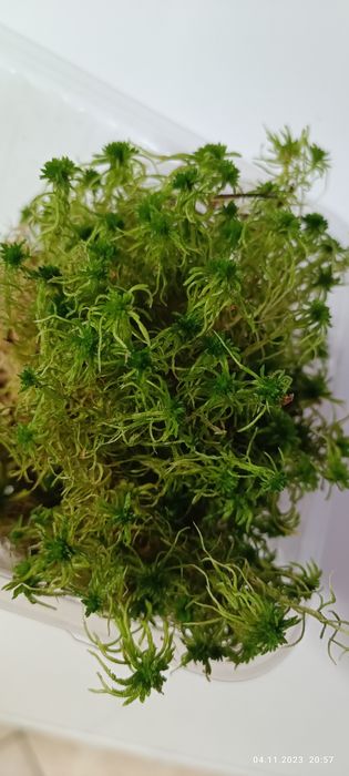 Живой мох сфагнум